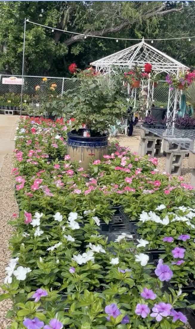 Plants & Planters, business photo 3