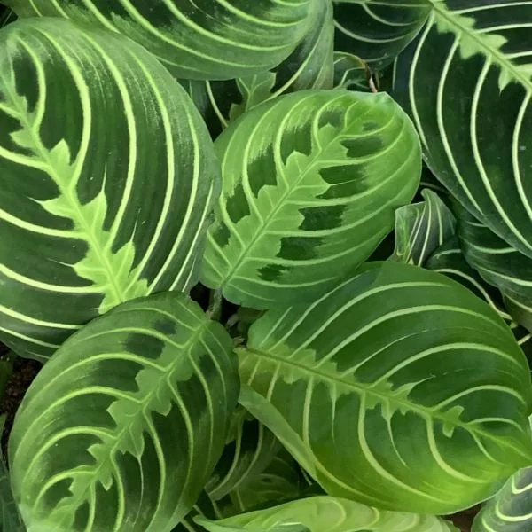 Plants & Planters, business photo 2